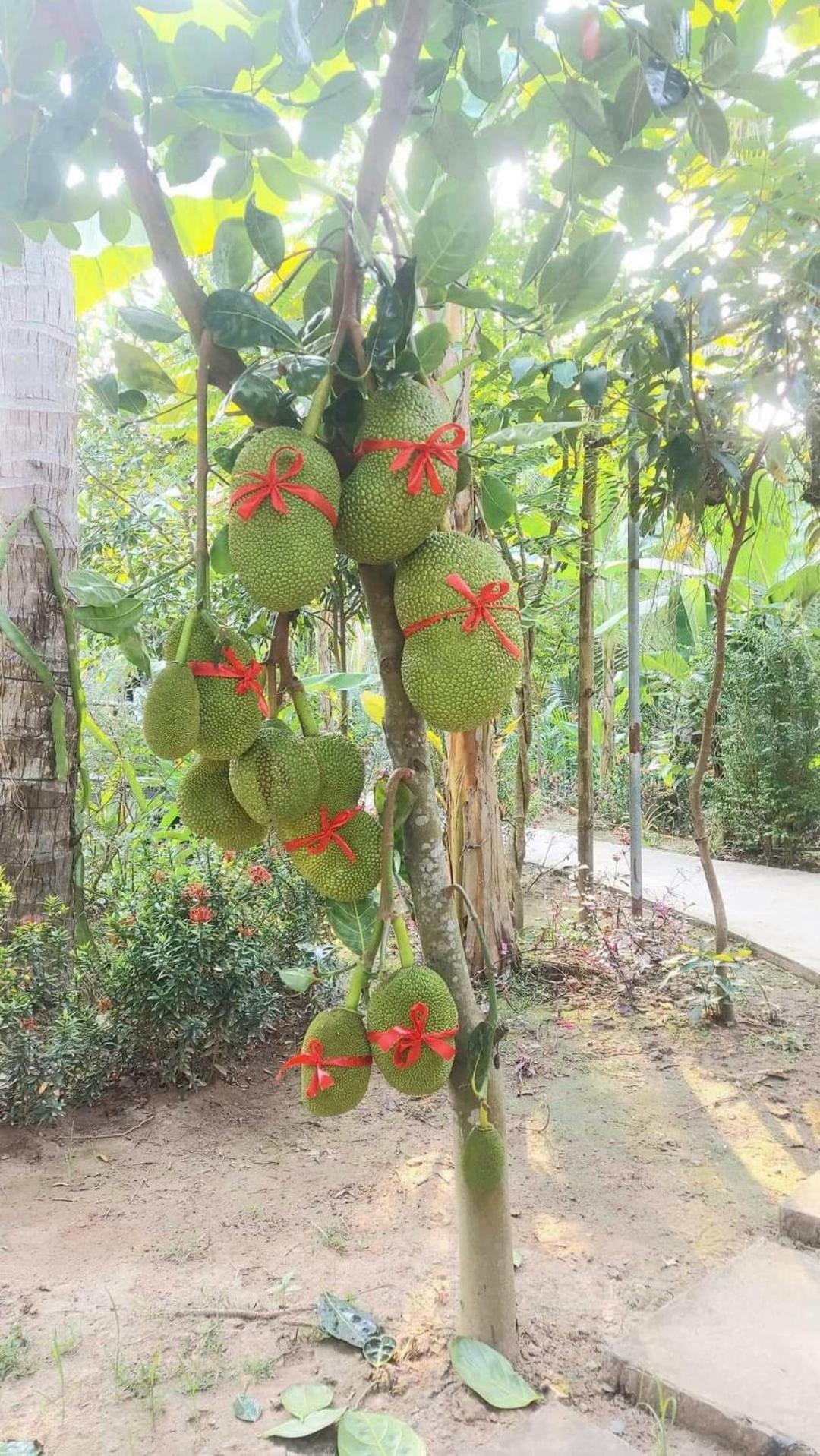 Homestay Nam Ham Luong Ben Tre Exterior photo