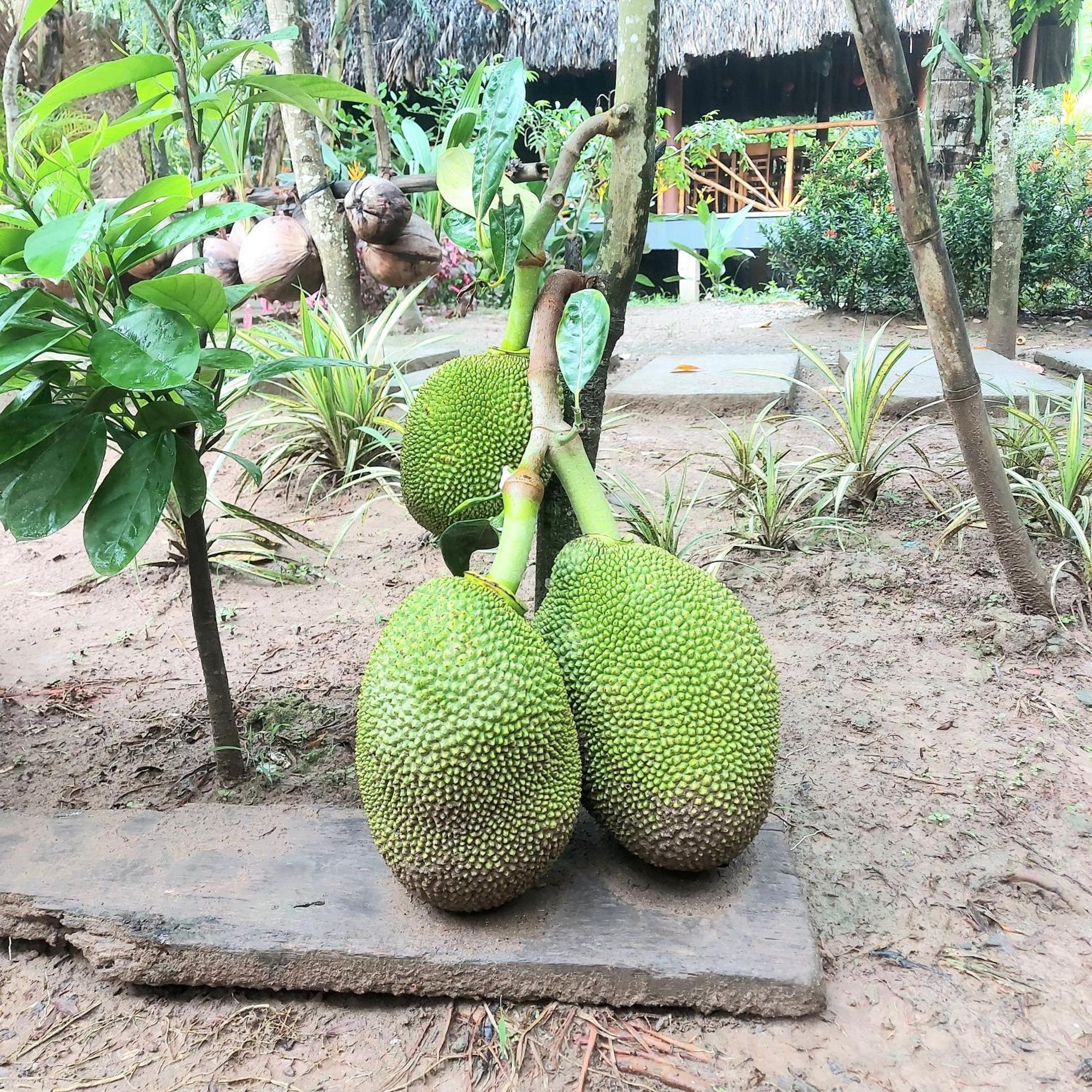 Homestay Nam Ham Luong Ben Tre Exterior photo