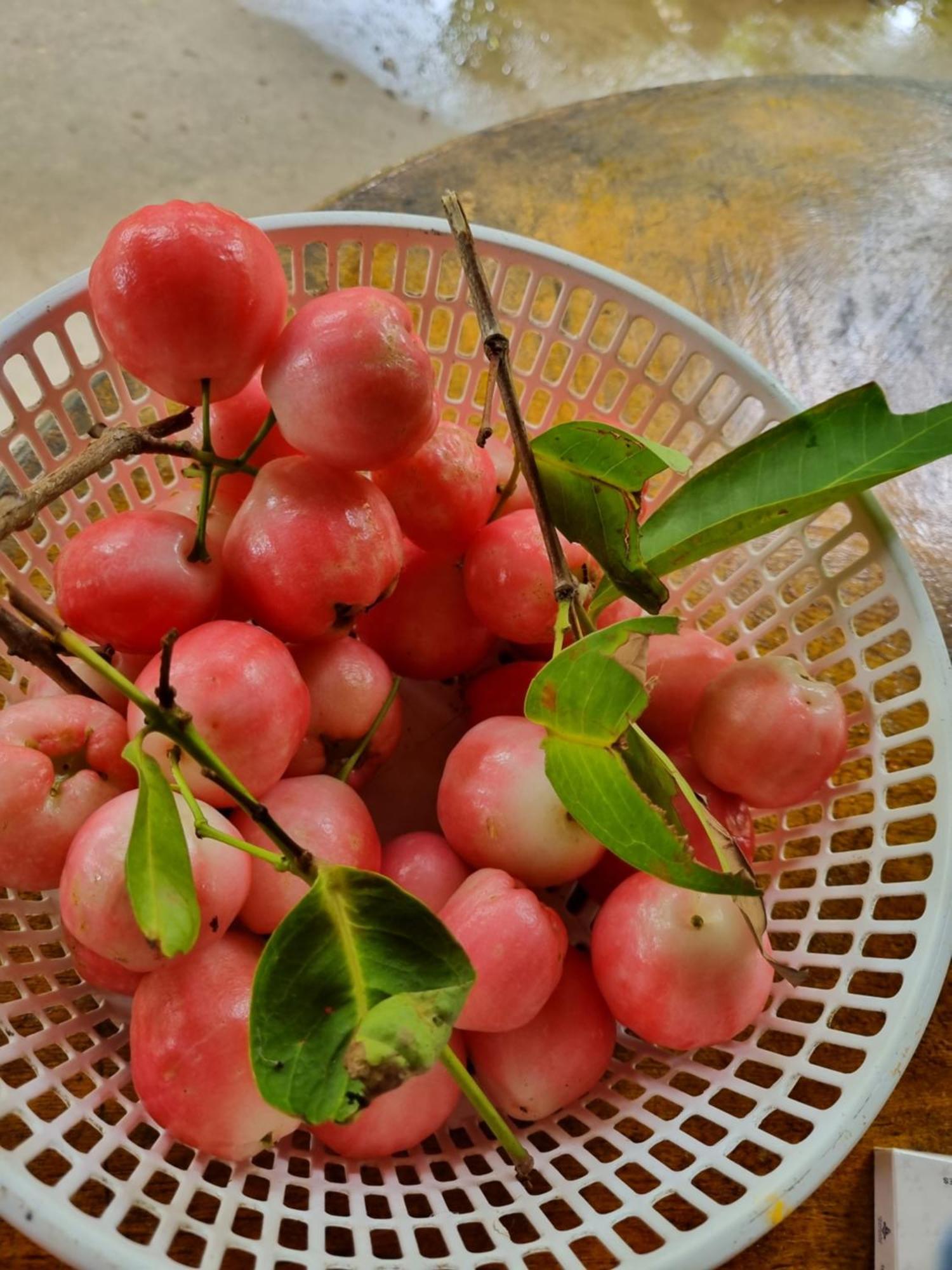 Homestay Nam Ham Luong Ben Tre Exterior photo